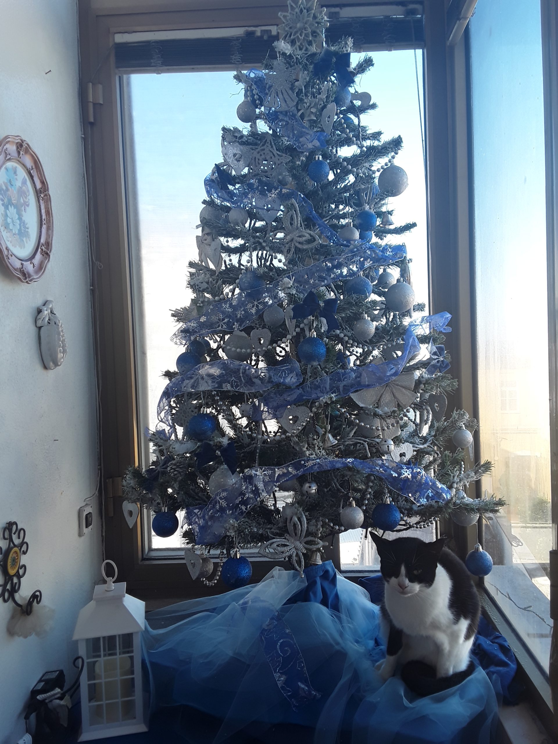 A Pippa piace tanto l' albero di Natale.....