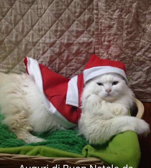 Tanti auguri di buon Natale dal mio gatto Oliver