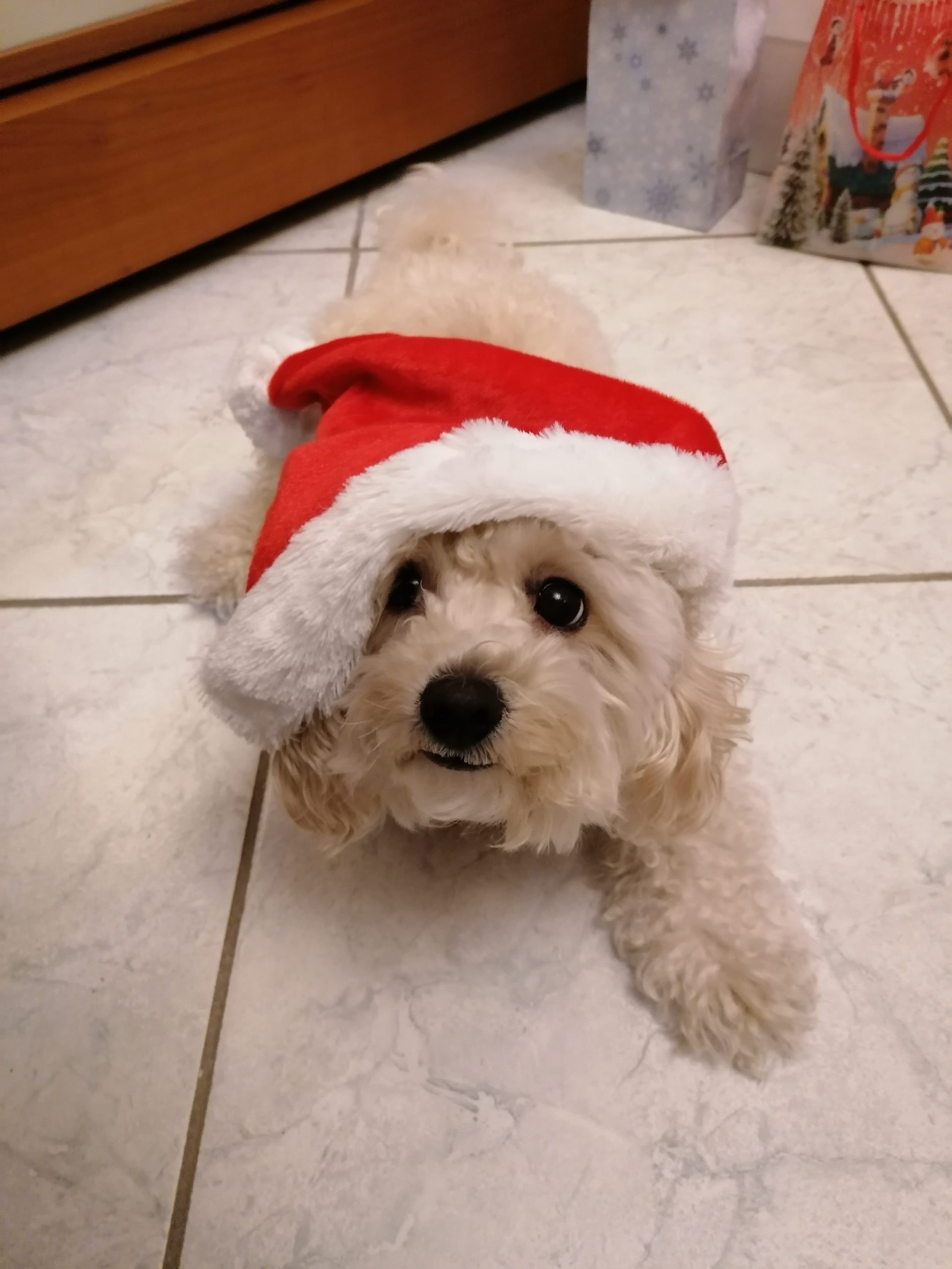 Felice Natale da Sasha!!!